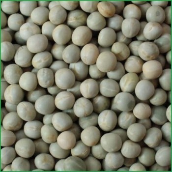 (Green Peas) Hariyo Kerau - 500 Gram