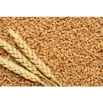 Wheat - 1kg